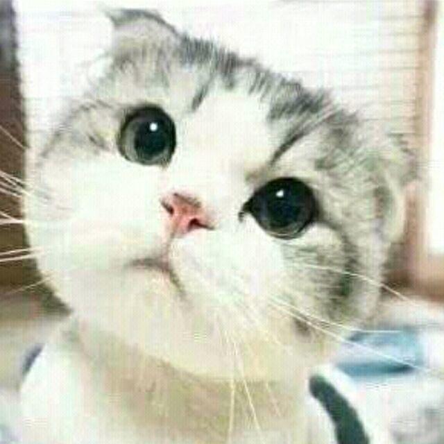 洋洋