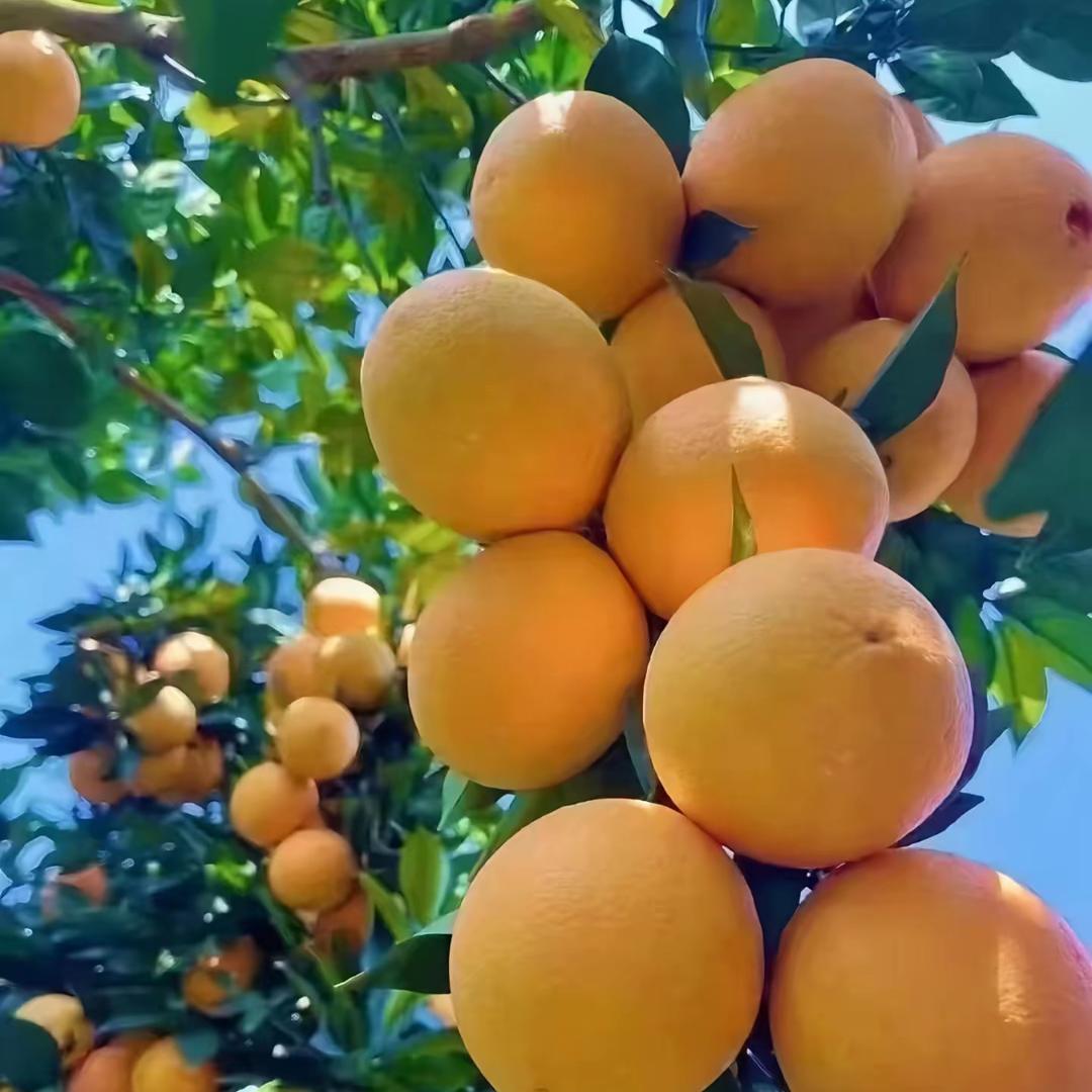 安远县悠优甄选脐橙季