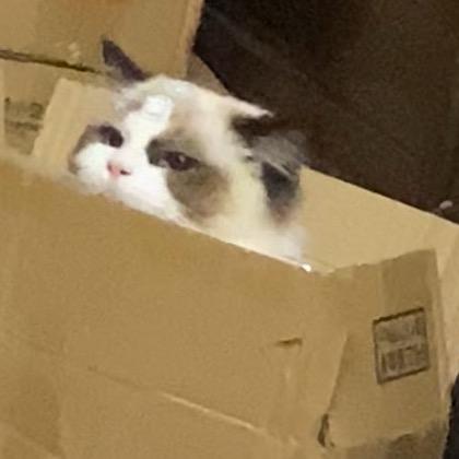 球球（三角洲行动）