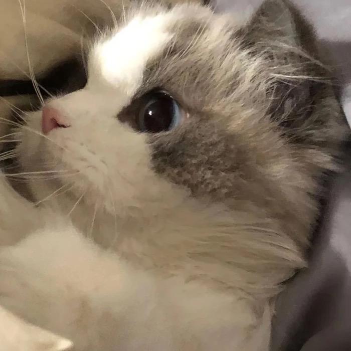 牛牛（王者荣耀）