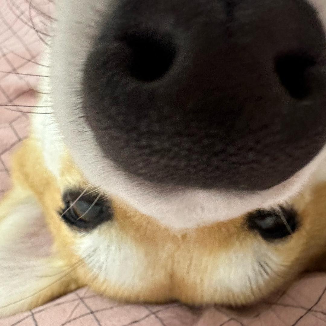 大潘儿