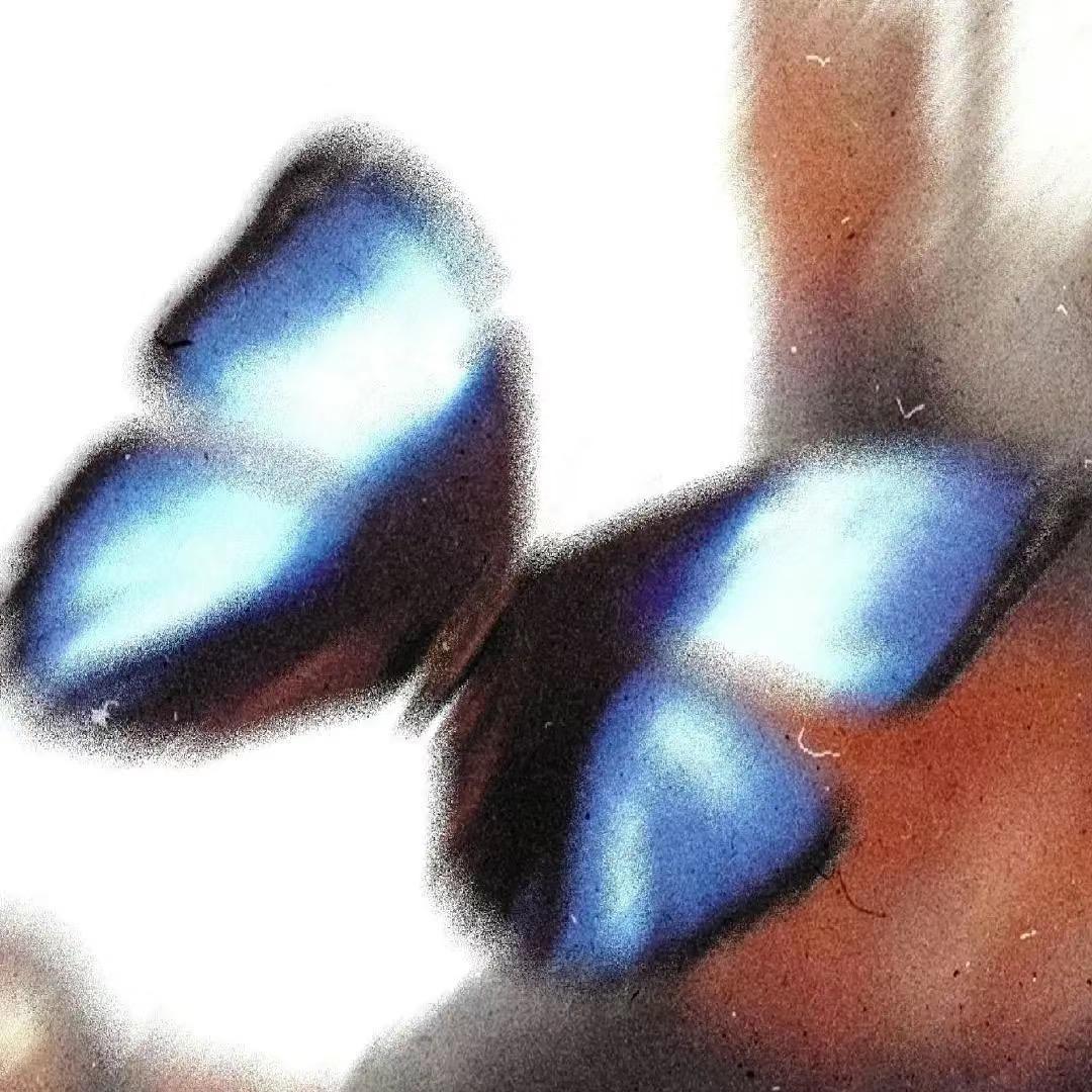 小蝴蝶fafa 🦋