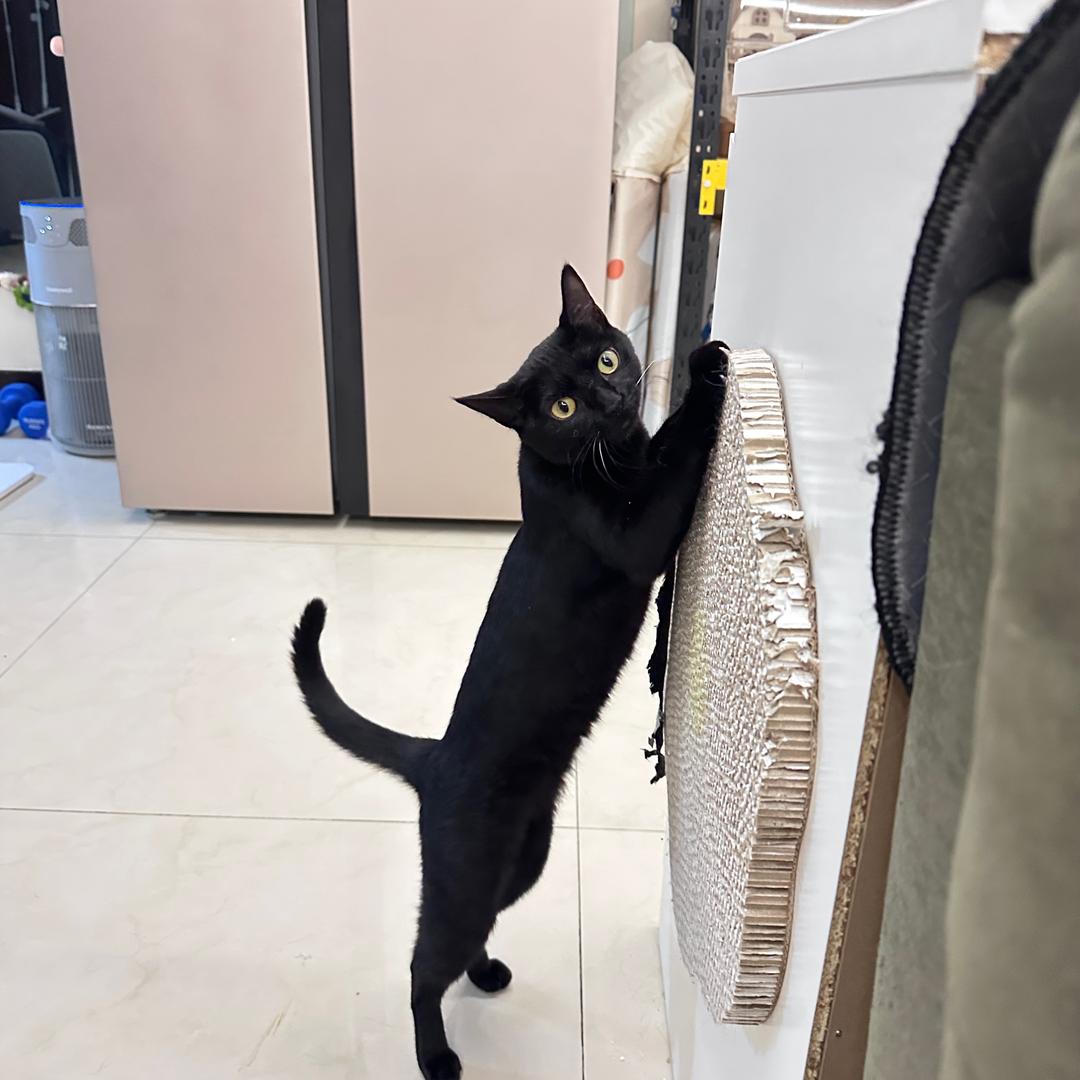 猫主子今天翻牌了吗