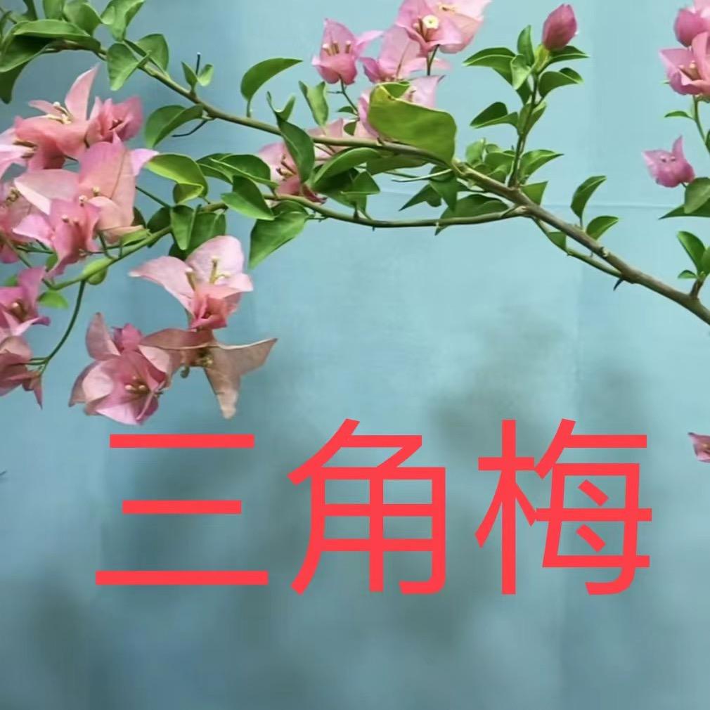 老牛三角梅