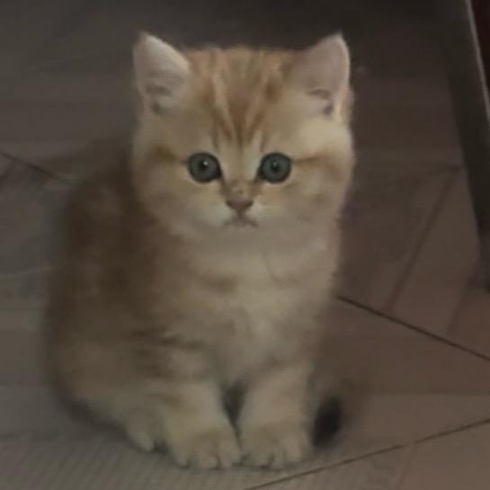 毛豆儿🐱