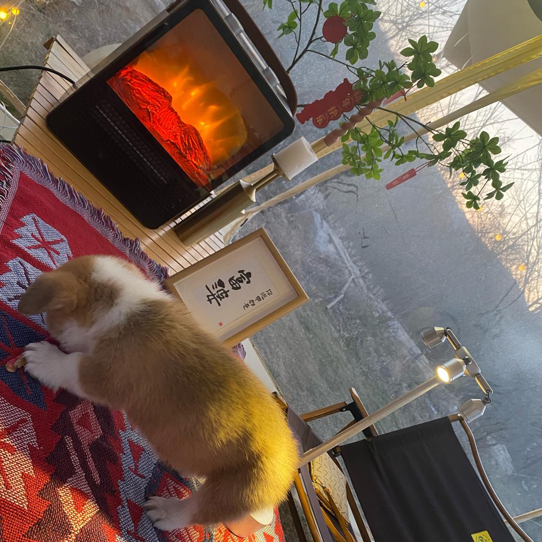最爱小凯多🐶