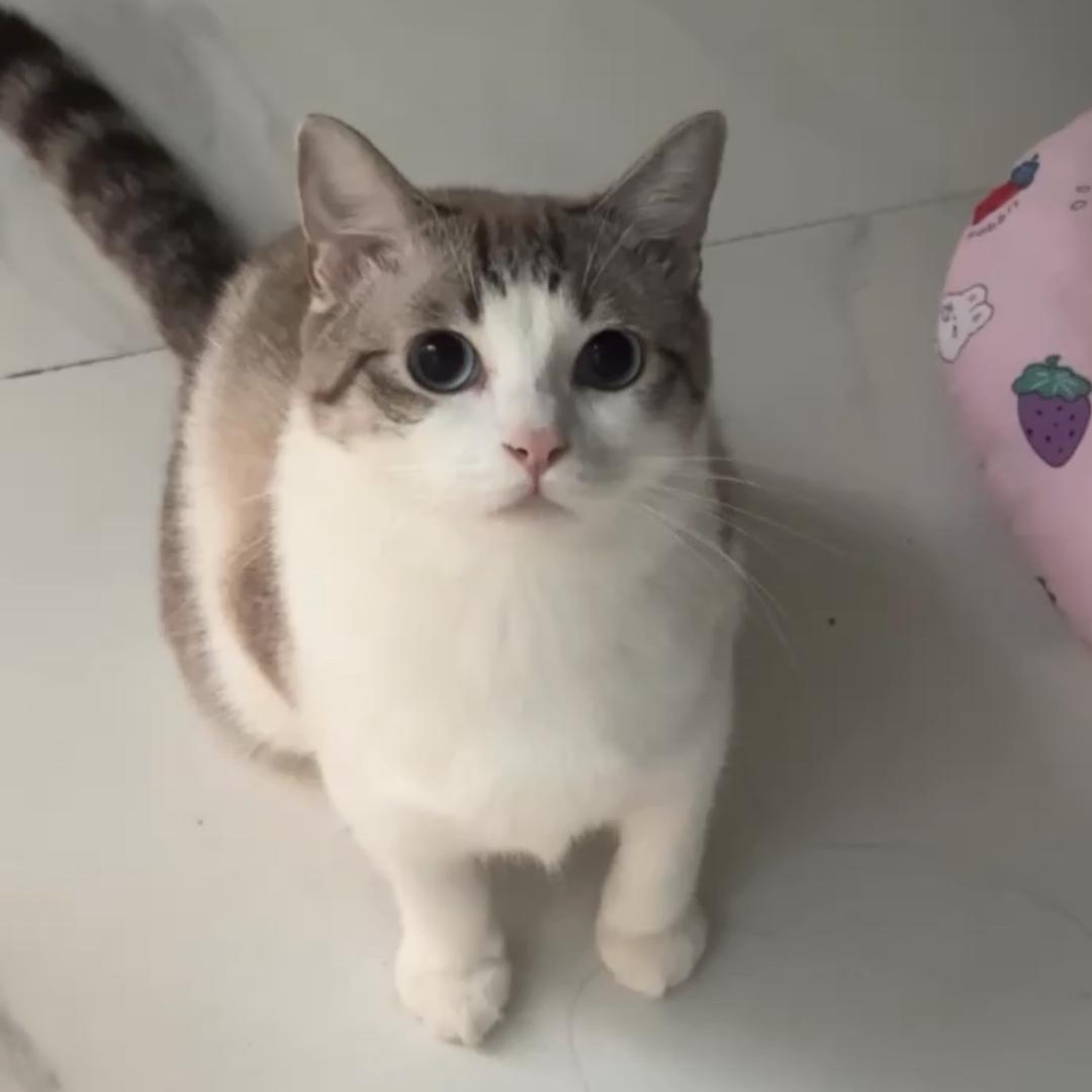 我是小猫平安