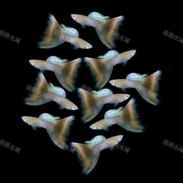 萌萌水域【孔雀鱼】天健水族