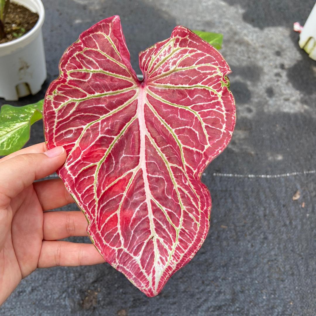 绿之林植序