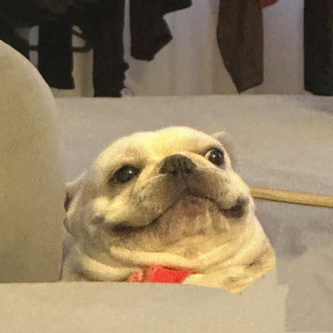 狗西东