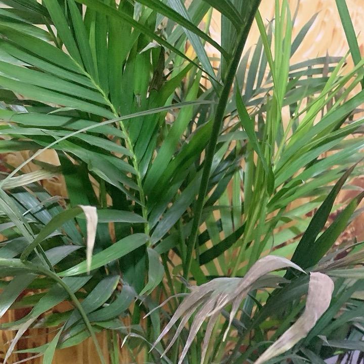 秋水依然