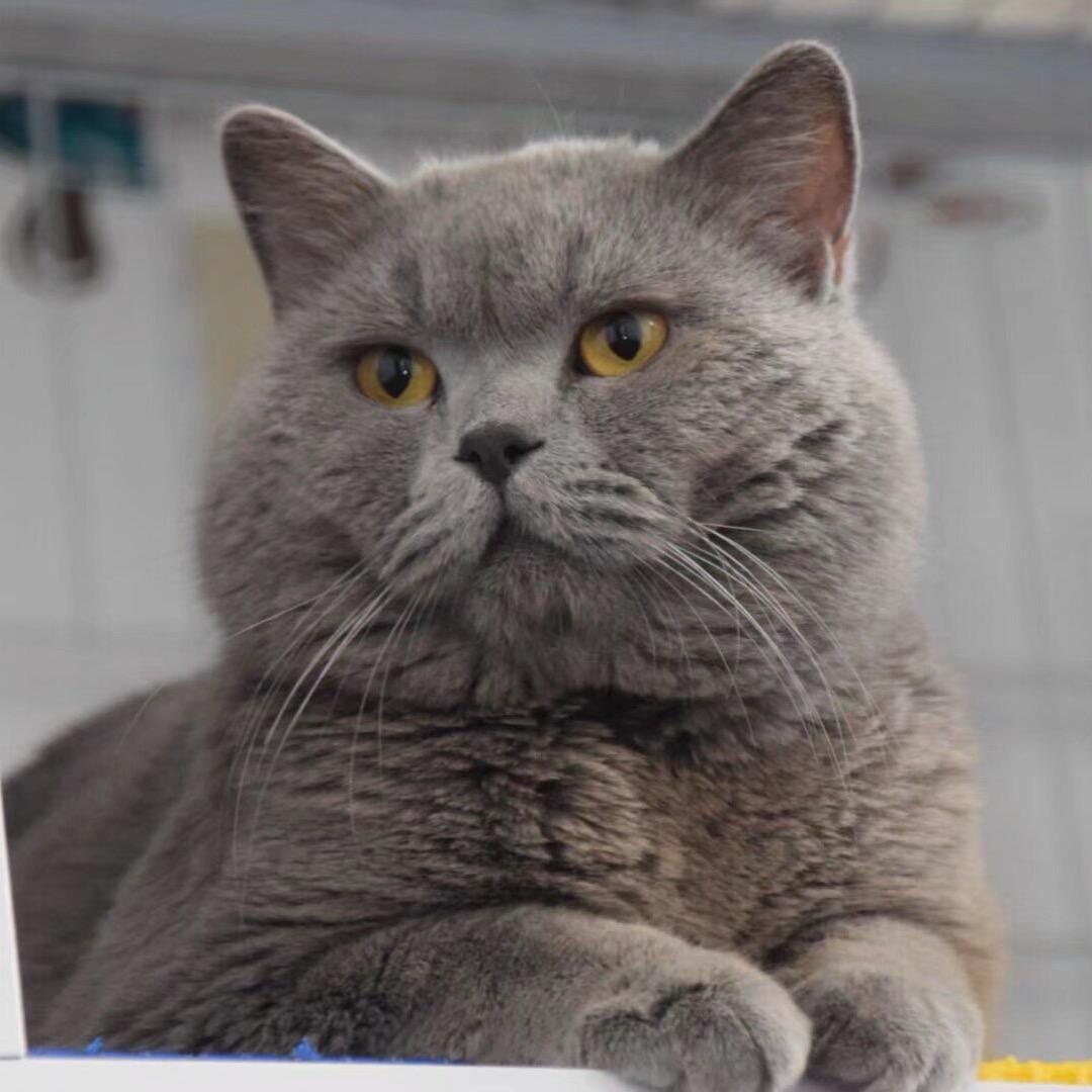 拖拉机是只猫🐱