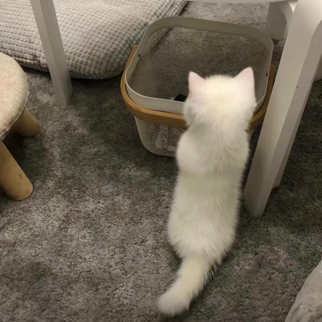 小Q