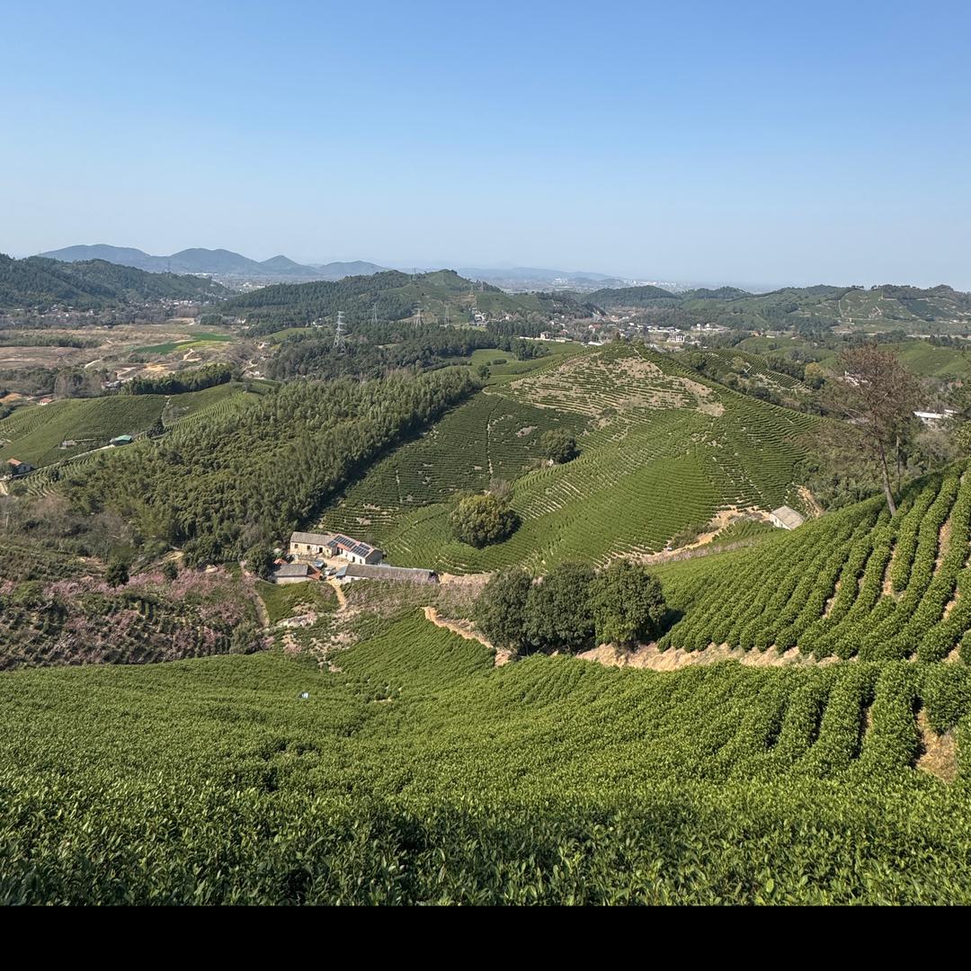 安吉白茶宋传茶场