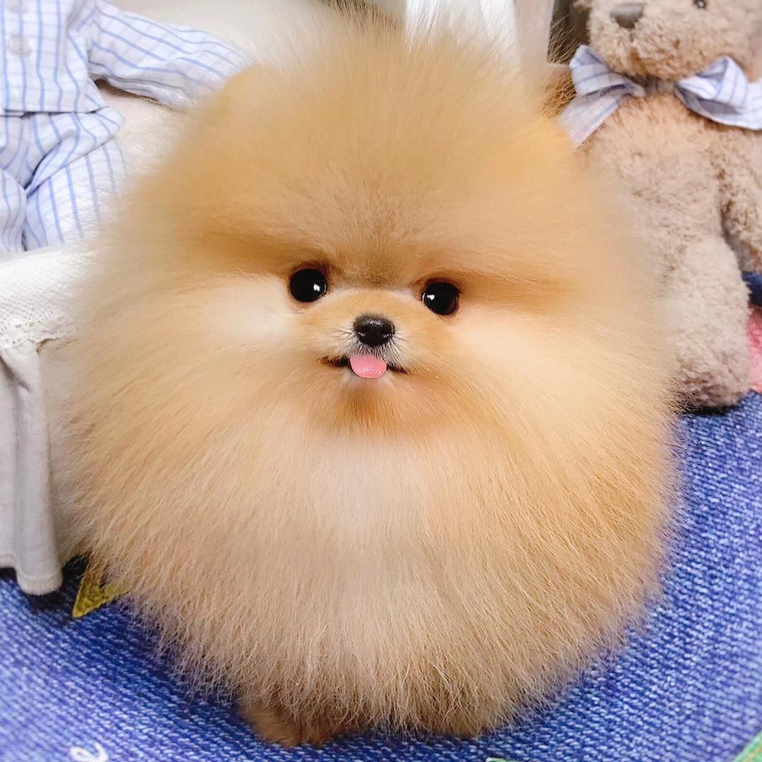 北方之宠•犬舍繁育基地总部