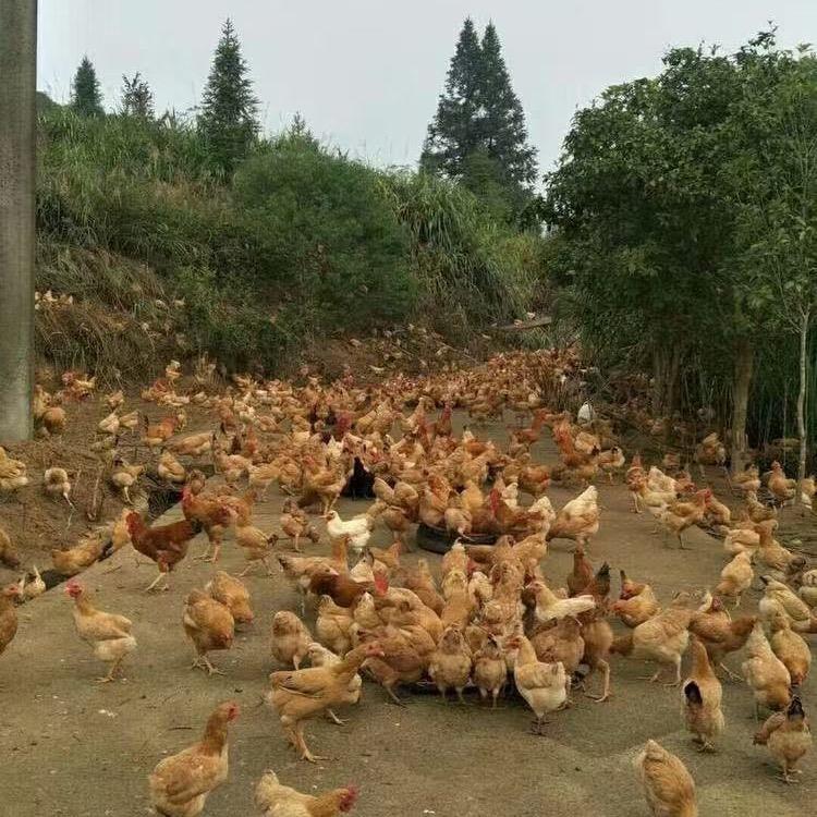 小莉散养土鸡
