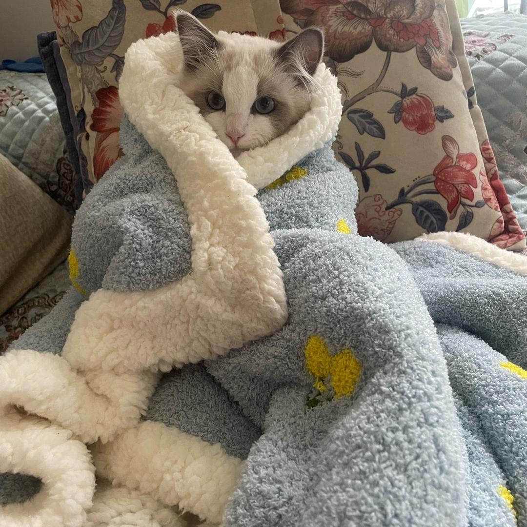 猪咪西瓜