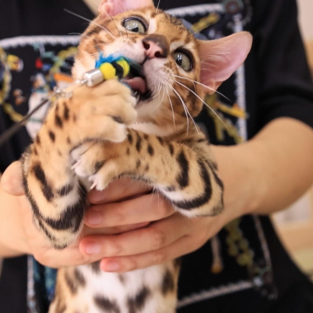 山东孟加拉豹猫舍