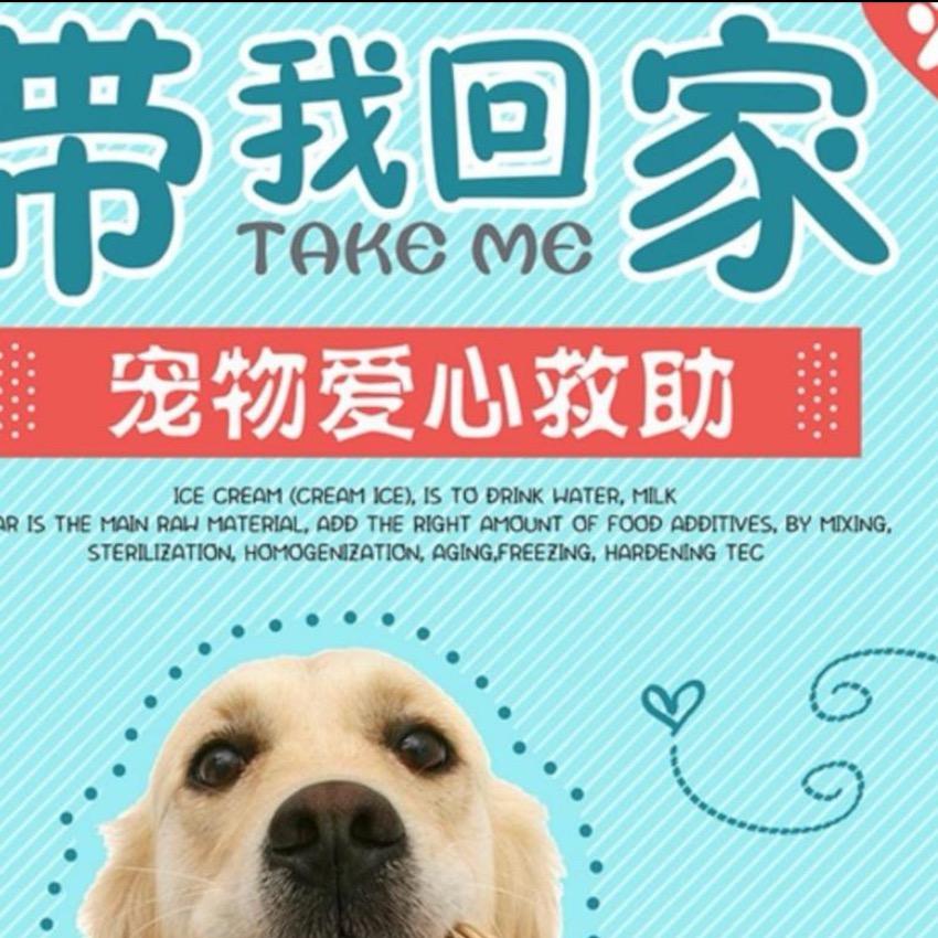 true救助流浪狗