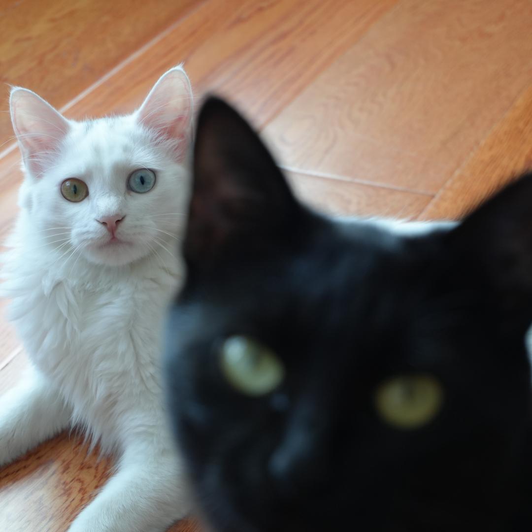 六百日记🐈‍⬛