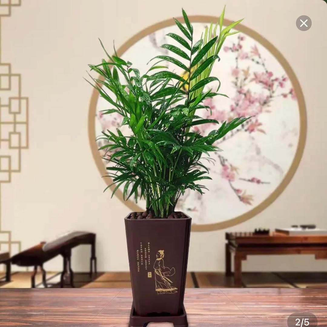 绿之源