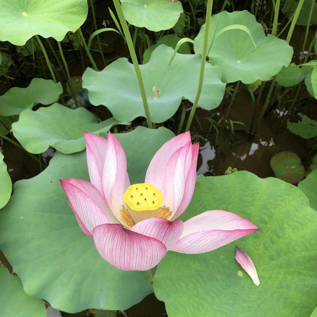 点尚严选个体店授权号