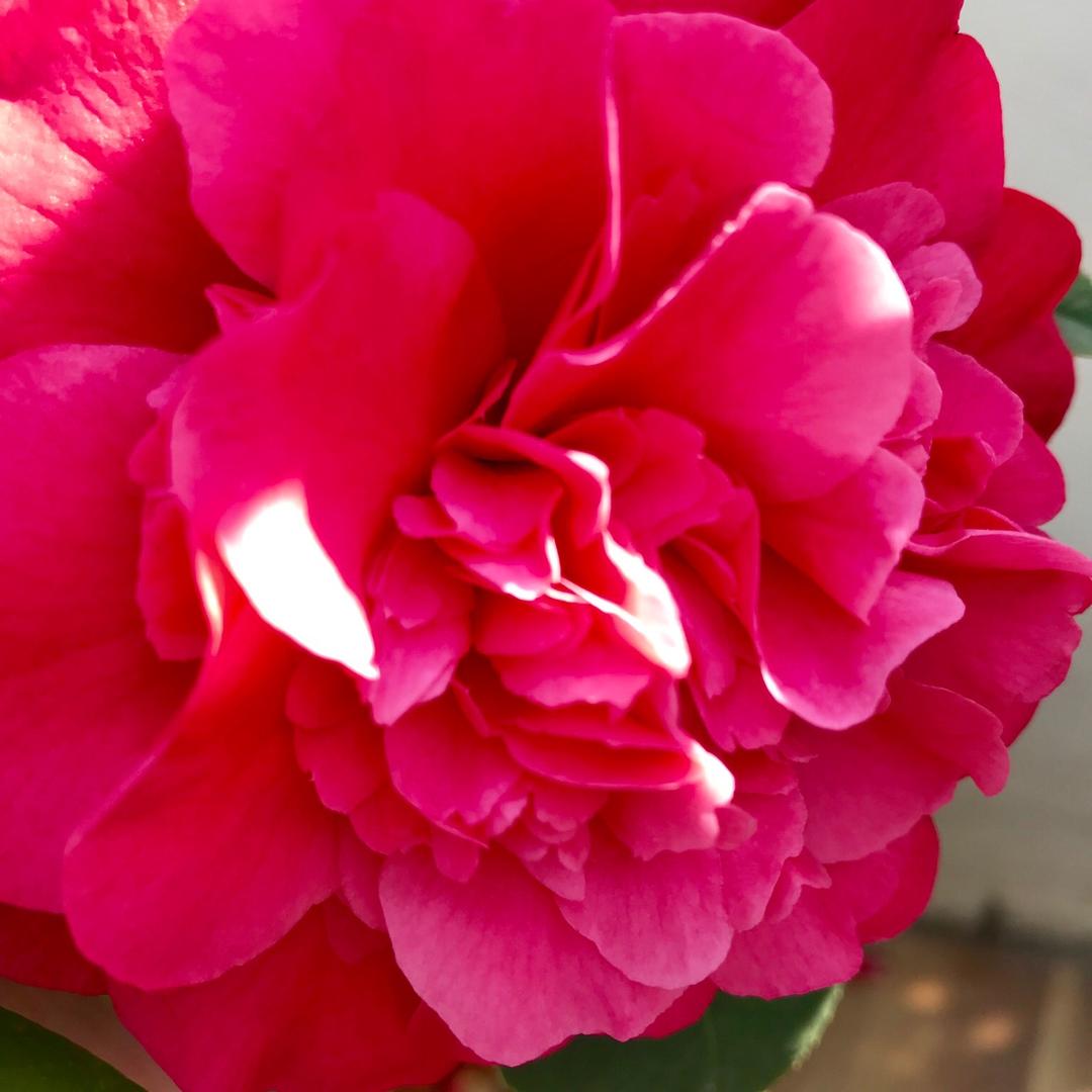 💍知足🌹🌹