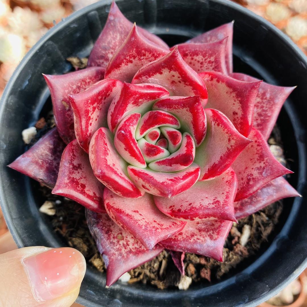 云南月雅多肉植物基地