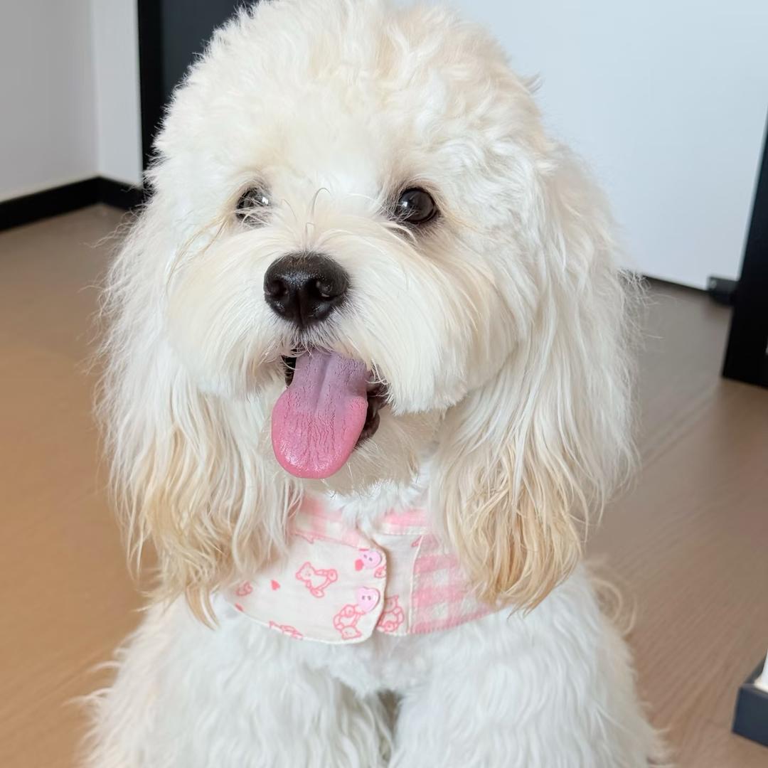 哈基米家可卡布