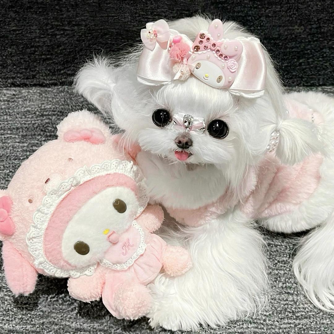 红太狼想吃羊🐑