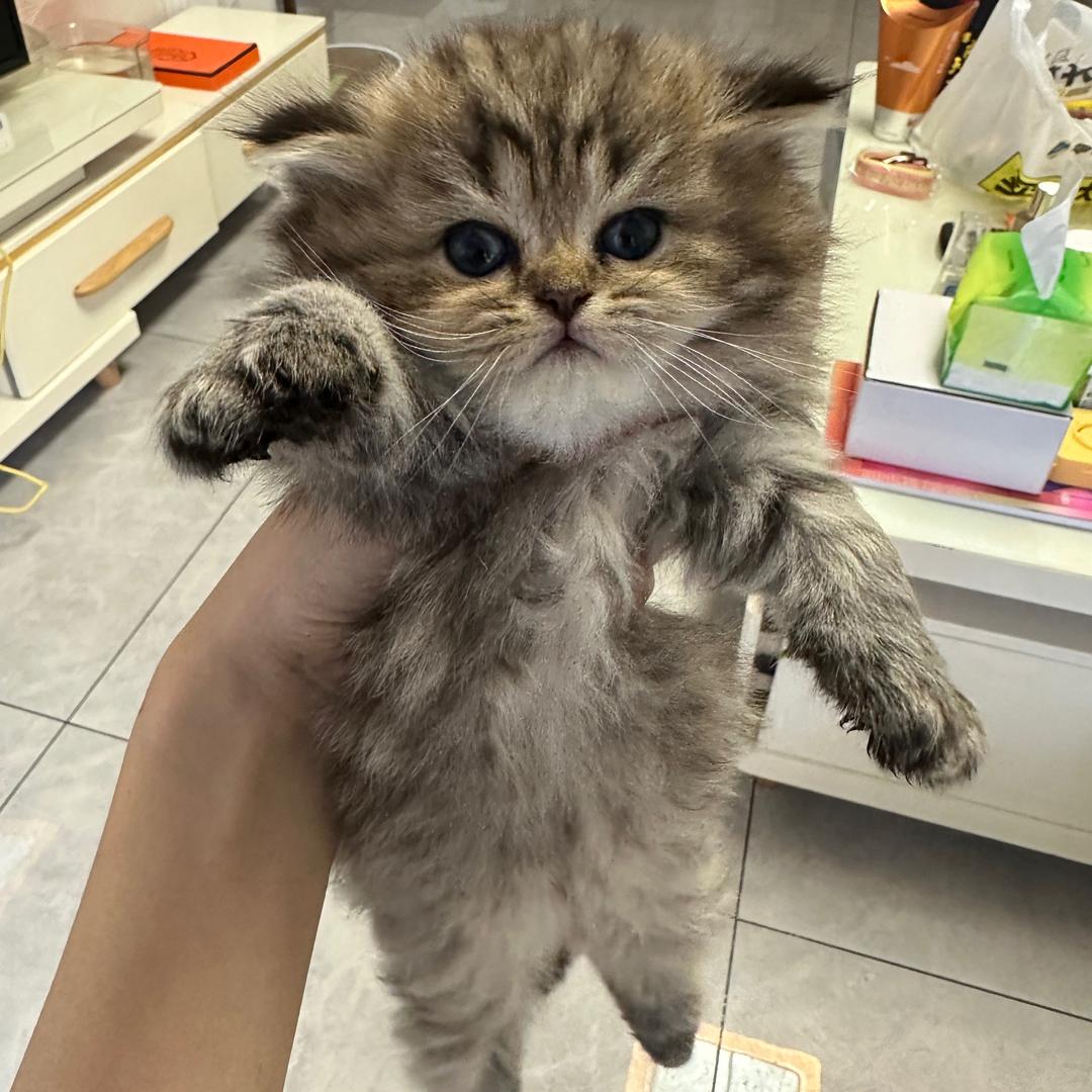 歪歪y