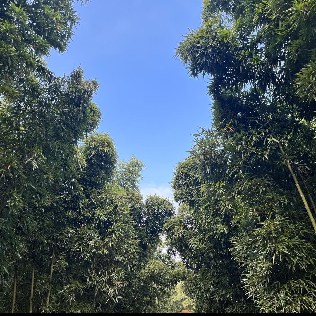 三界红泥笋