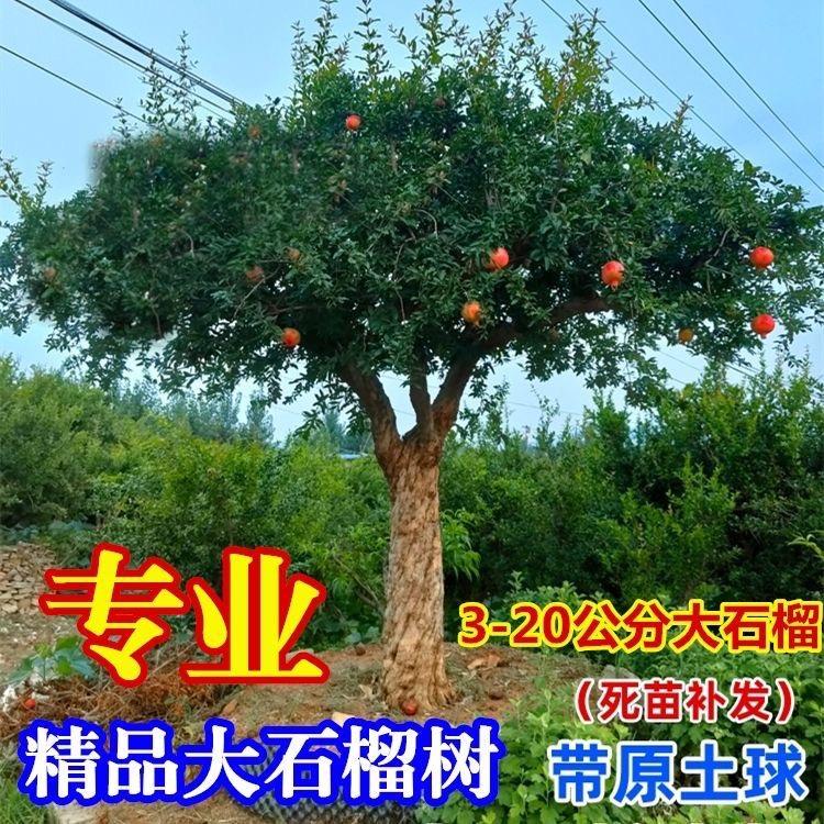 新起点果树种植基地