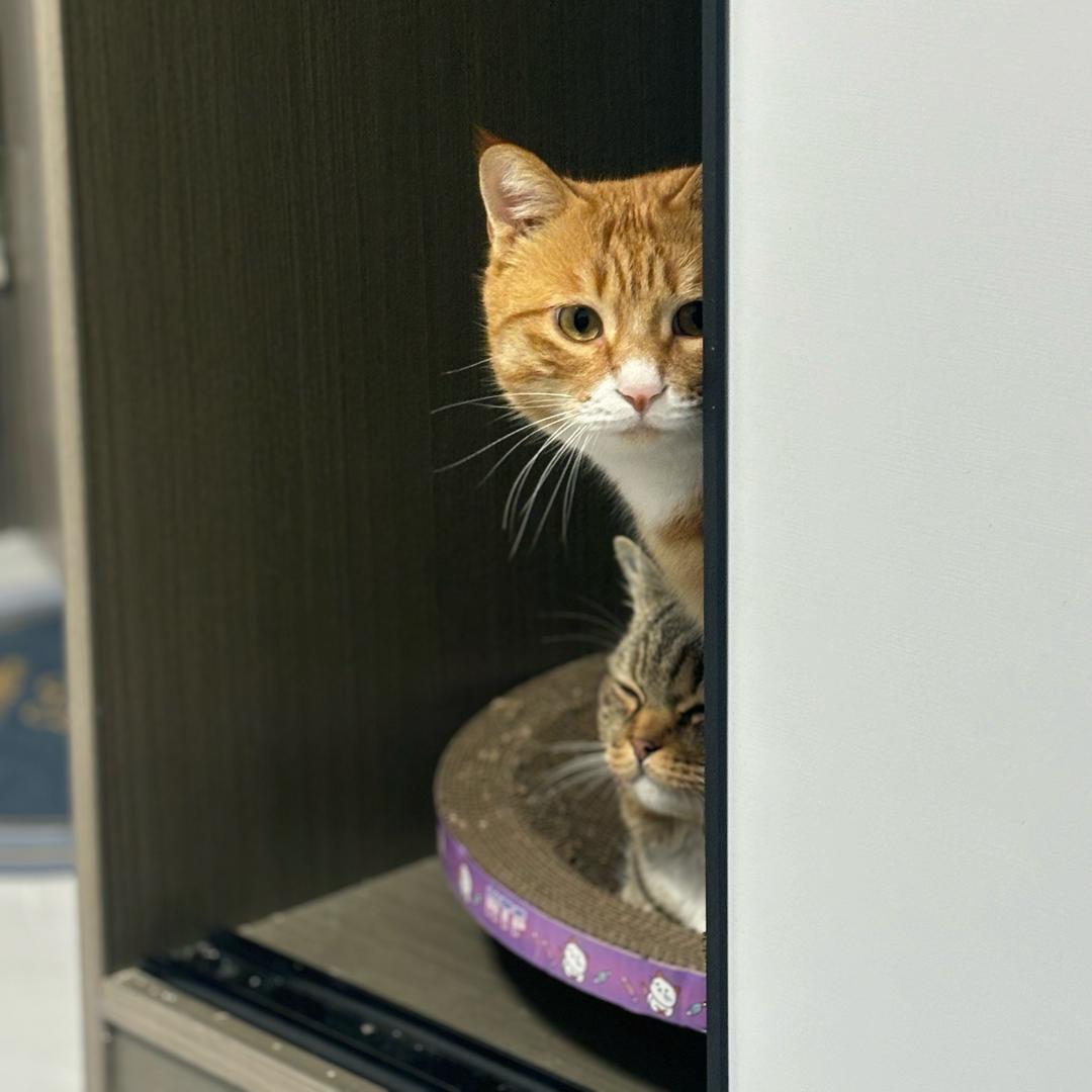 听不见和二饼🐱