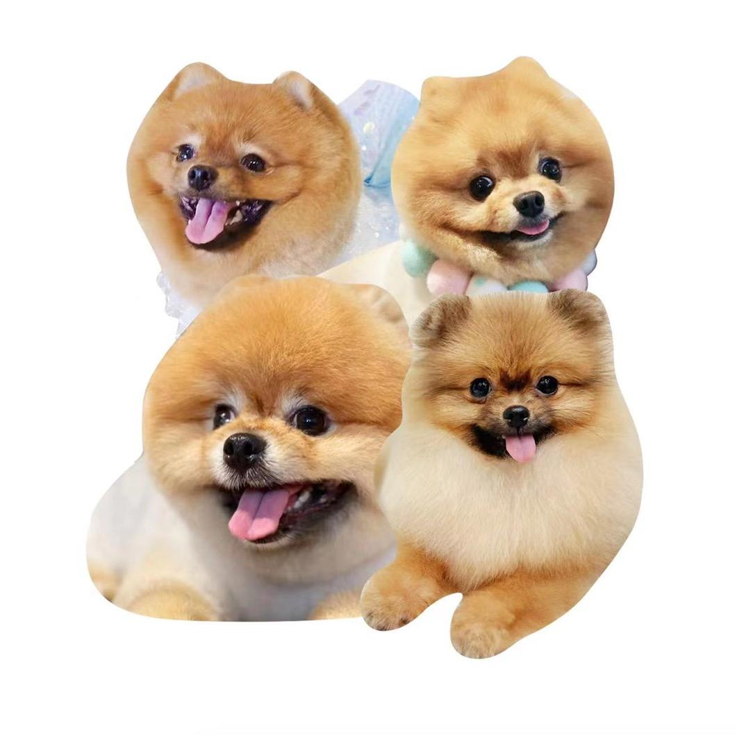 家有博美宝