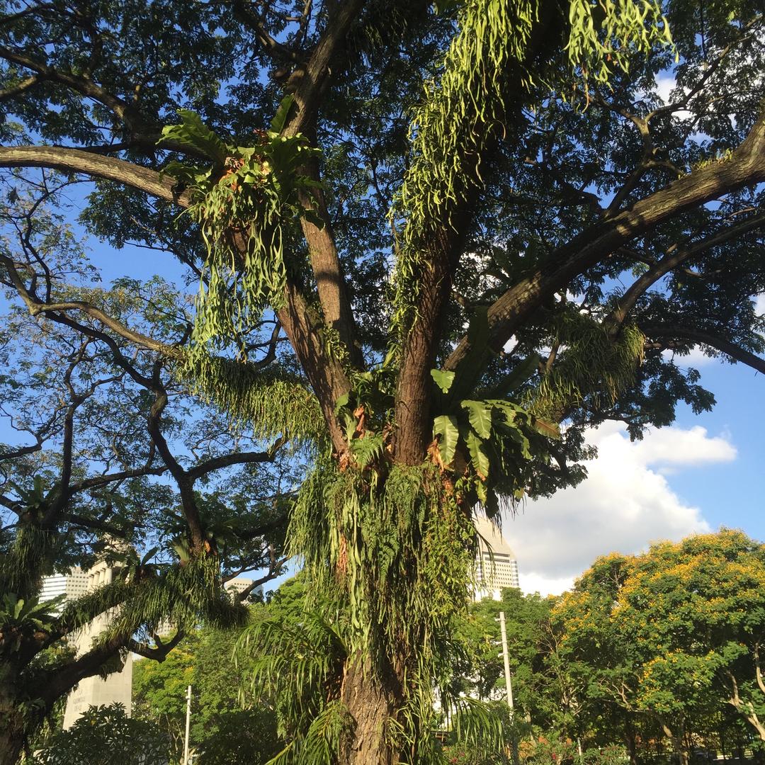 銱児啷当