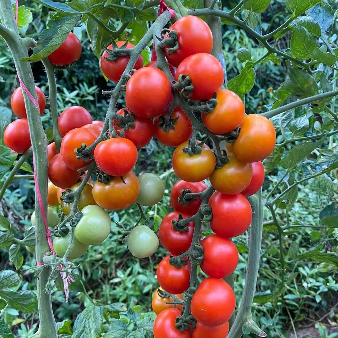种植小技巧