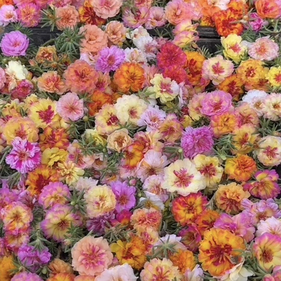 好花花园艺