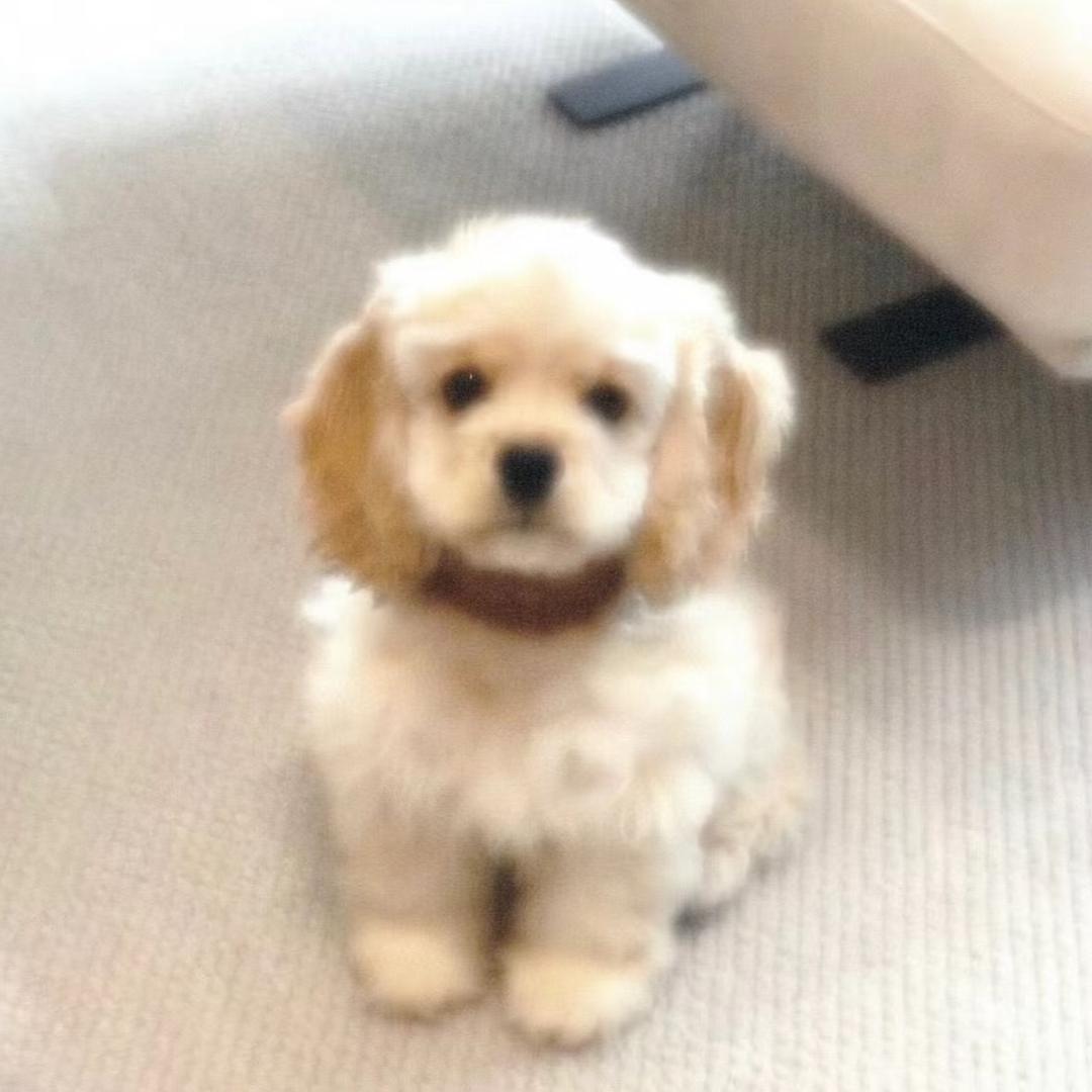 狗狗大王🐶