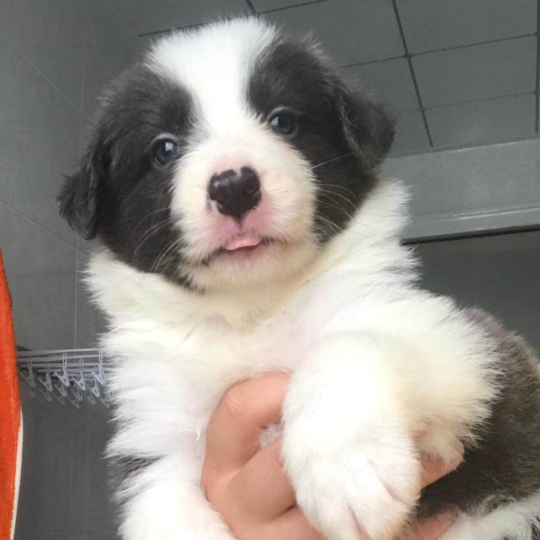 米米家的小可爱