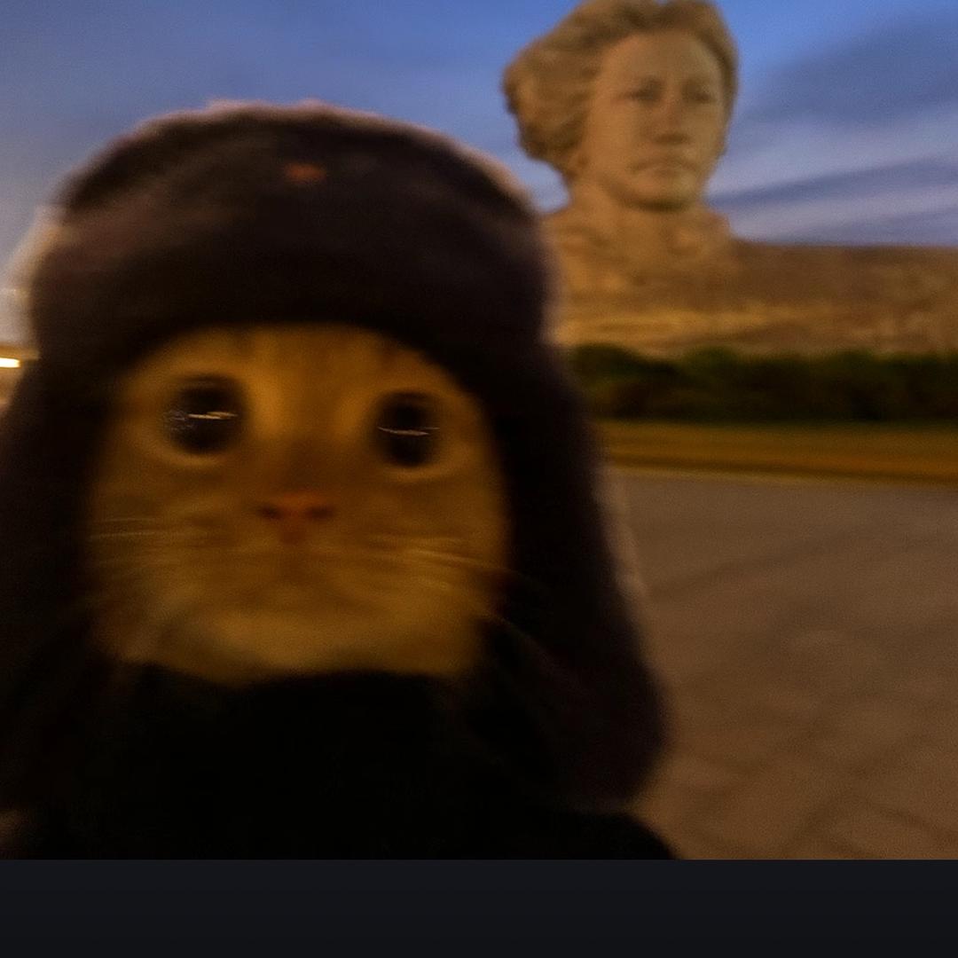 老酒馆里的猫