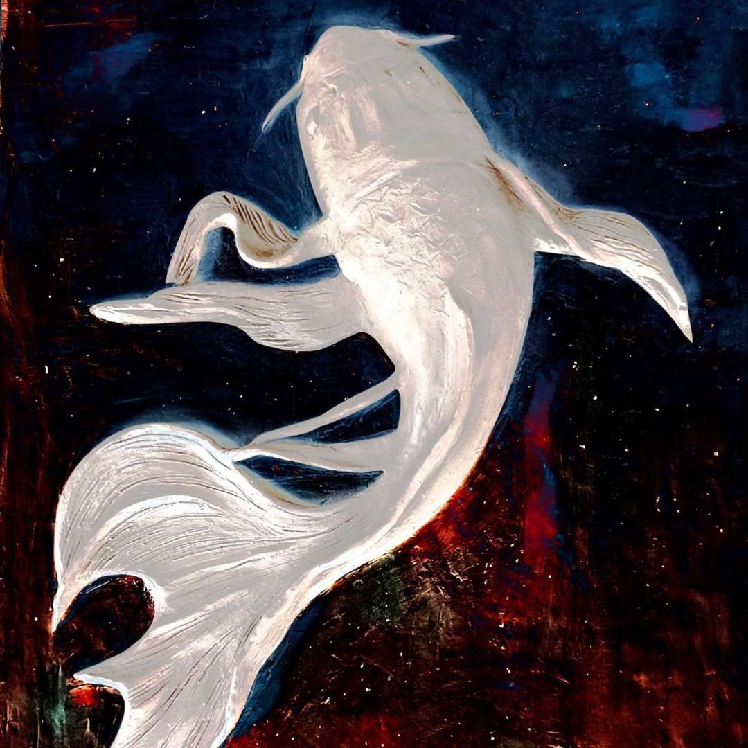 云上水族苏茂家精养蝴蝶