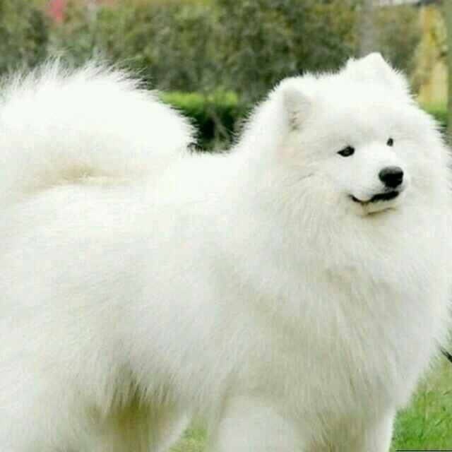 愿世间再无流浪狗