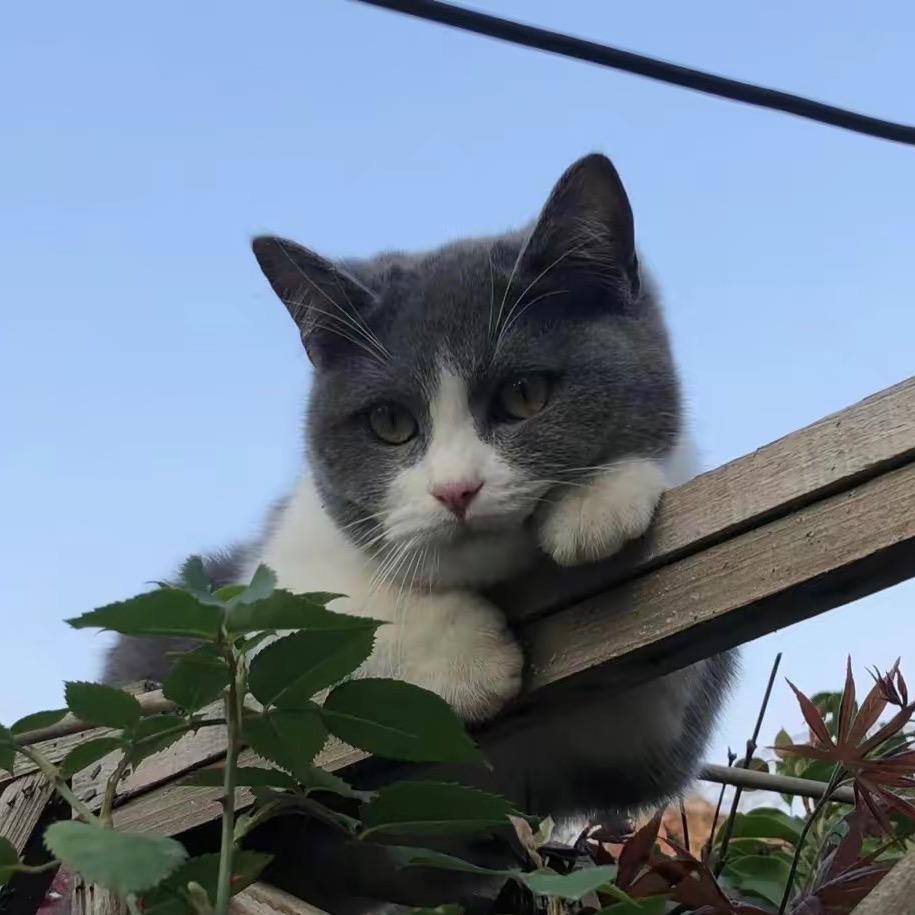 洋芋就是土豆啊