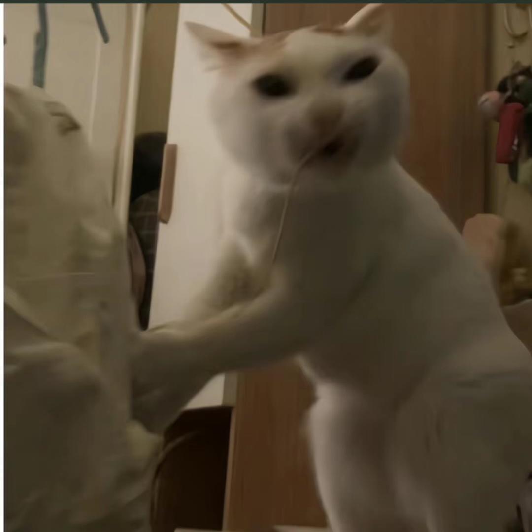 蓝色花苦茶