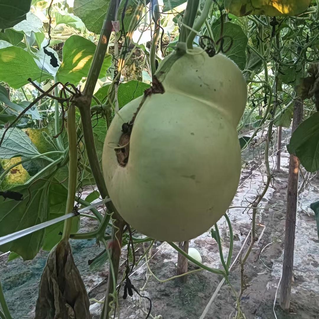 东昌二涛工艺葫芦创意屋
