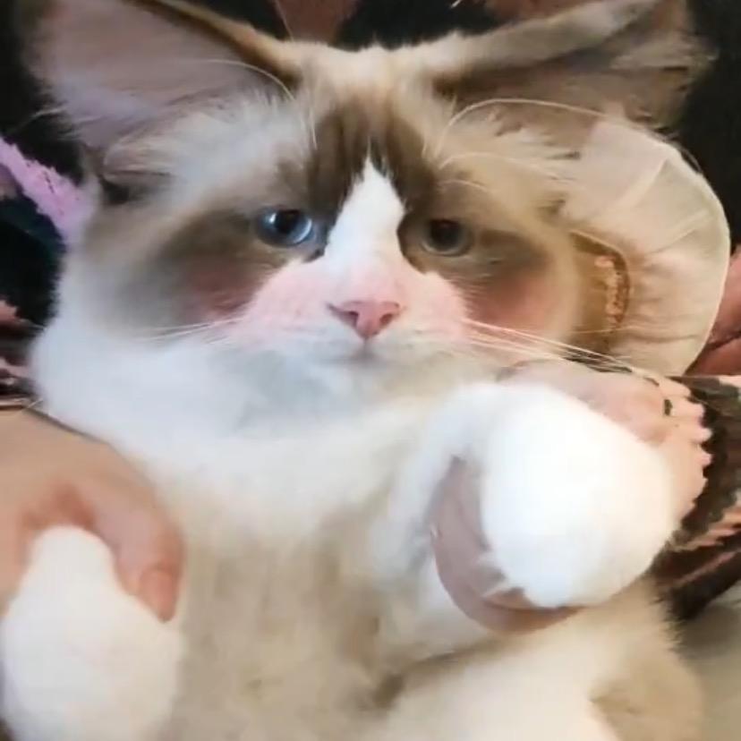 猫老板的打工仔（DIY串珠）
