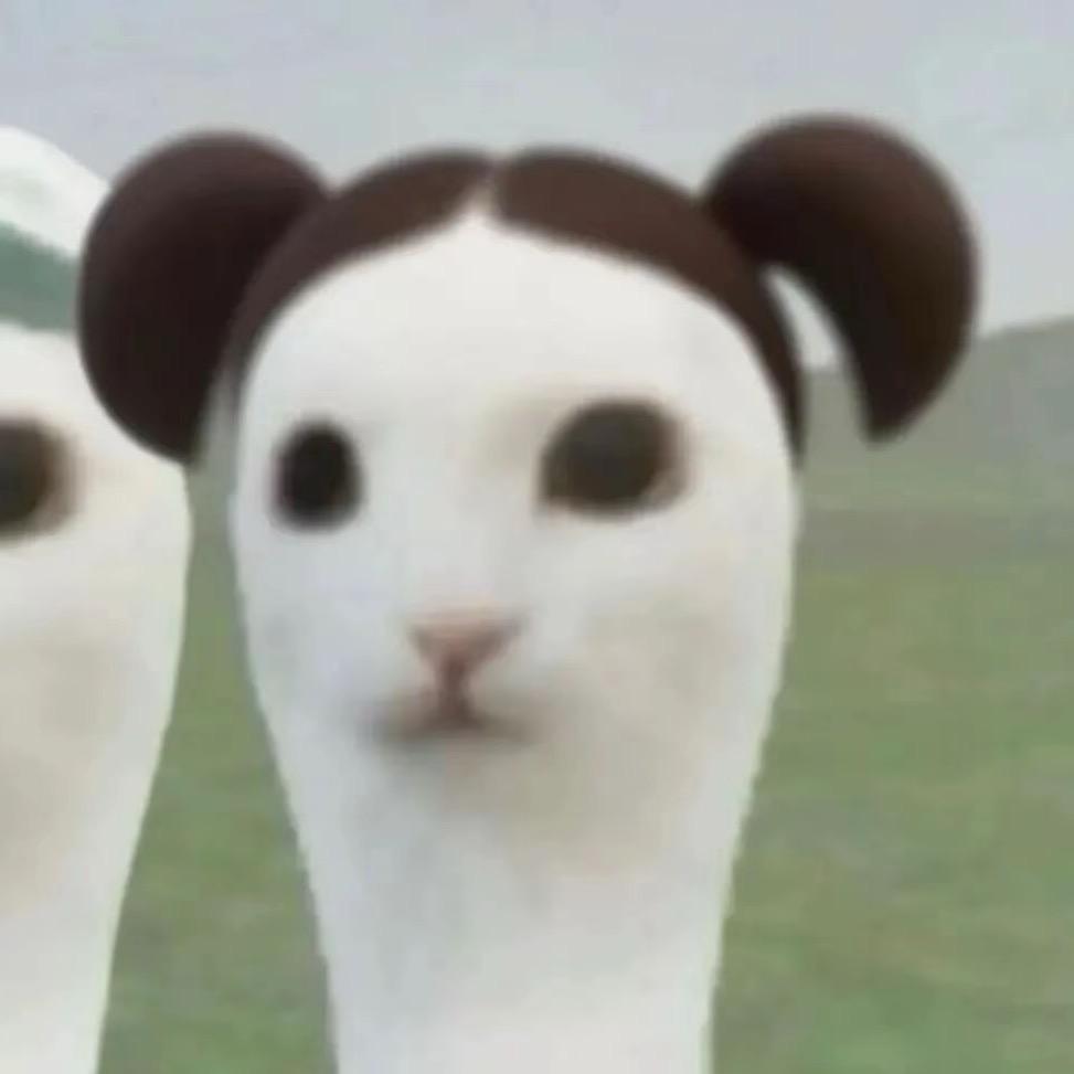 小猫.