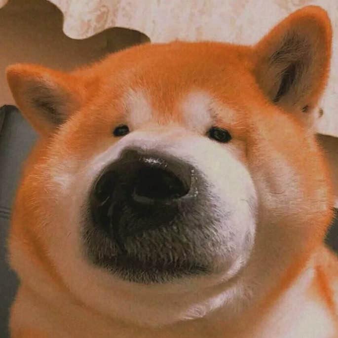 一凡孔雀鱼