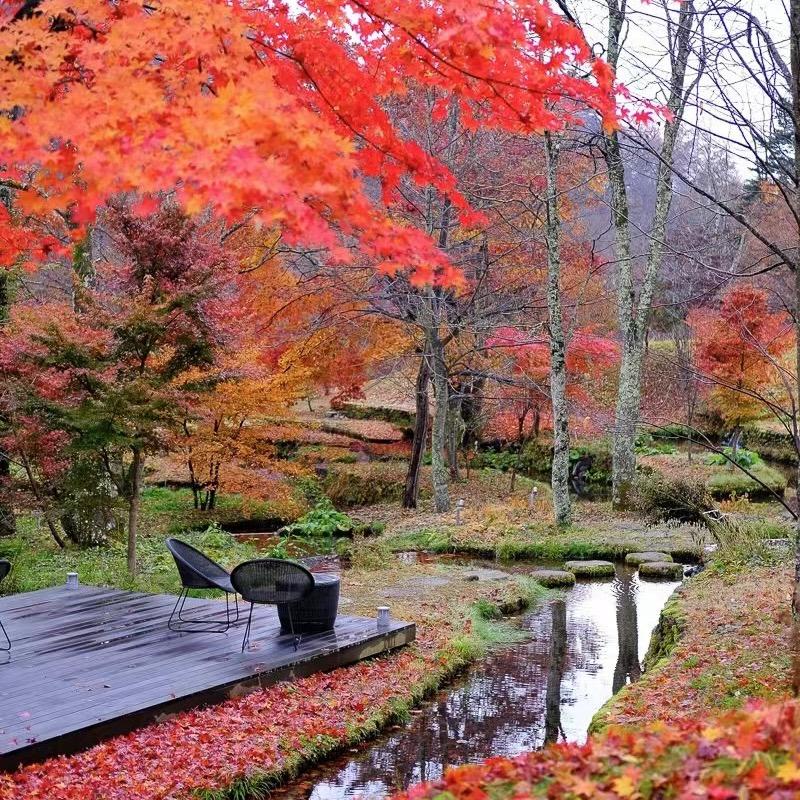 花开富贵（等花开版）